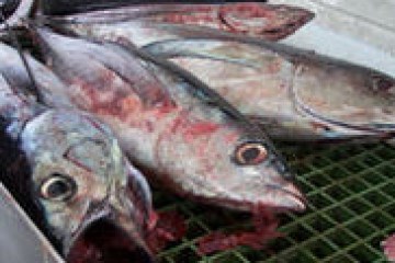 a close up of a fish