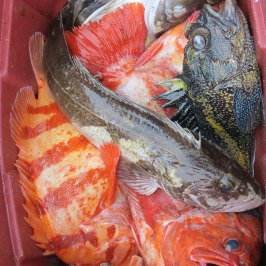 a close up of a fish