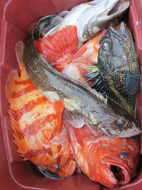 a close up of a fish