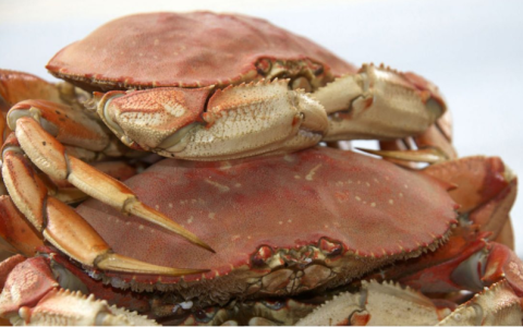 a crab on a table